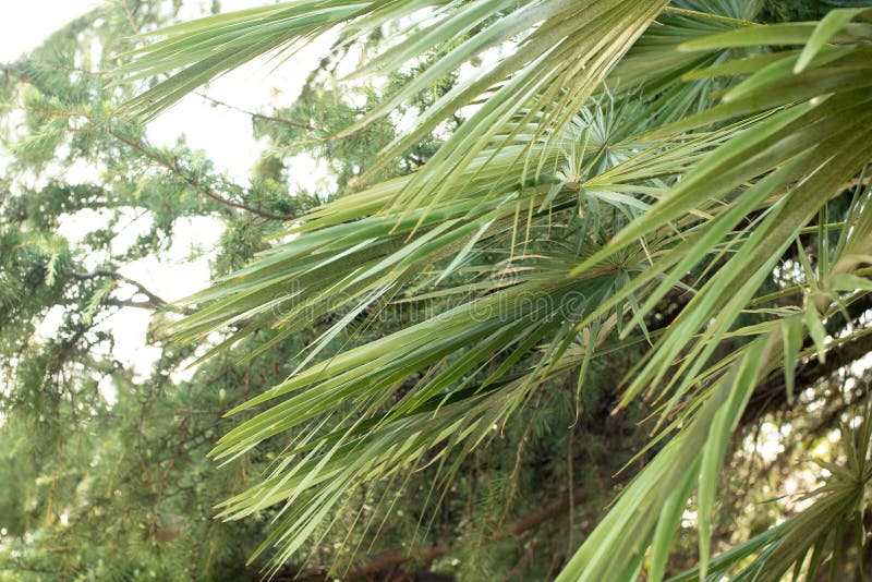 Palmblätterblätter in der Nähe Große Palmenblätter Palmenzweige lizenzfreies stockfoto Palmblätterblätter in der Nähe Große Palmenblätter Palmenzweige lizenzfreies stockfoto