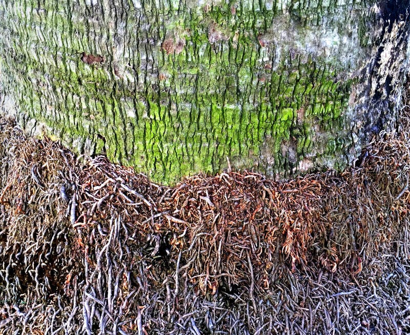 Palmboomstam en Wortels royalty-vrije stock foto Palmboomstam en Wortels royalty-vrije stock foto