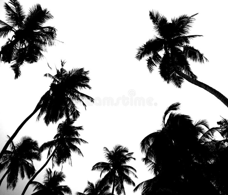 Palmbosje in Zwart-wit stock afbeelding Palmbosje in Zwart-wit stock afbeelding