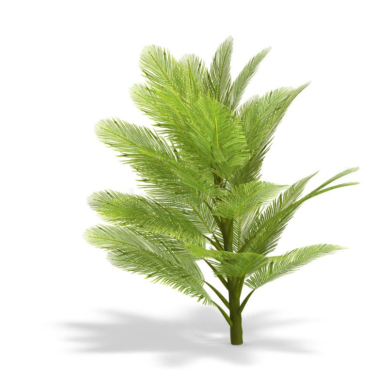 Young and small palmtree. 3D render with clipping path and shadow over white. Young and small palmtree. 3D render with clipping path and shadow over white