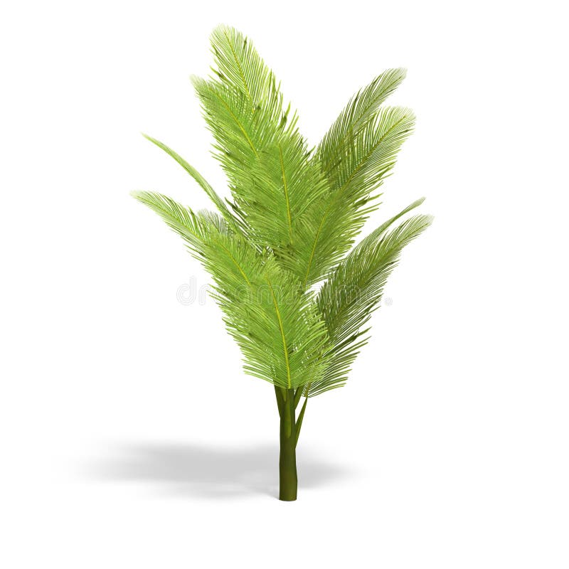 Young and small palmtree. 3D render with clipping path and shadow over white. Young and small palmtree. 3D render with clipping path and shadow over white