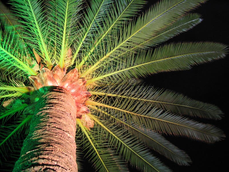 A shot on night to a palm tree. A shot on night to a palm tree