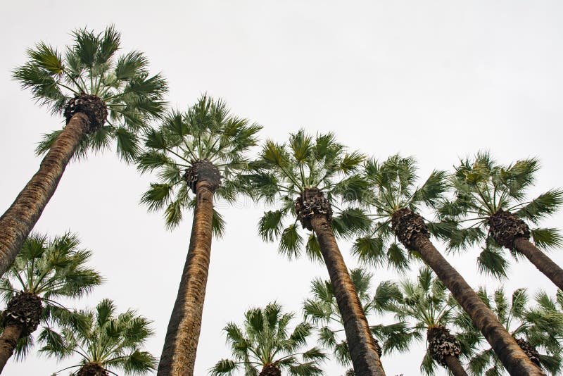 Palme alte vicino all'entrata al parco nazionale di Atene fotografia stock Palme alte vicino all'entrata al parco nazionale di Atene fotografia stock