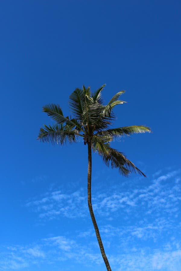 Palme auf einem Hintergrund des blauen Himmels stockfoto Palme auf einem Hintergrund des blauen Himmels stockfoto