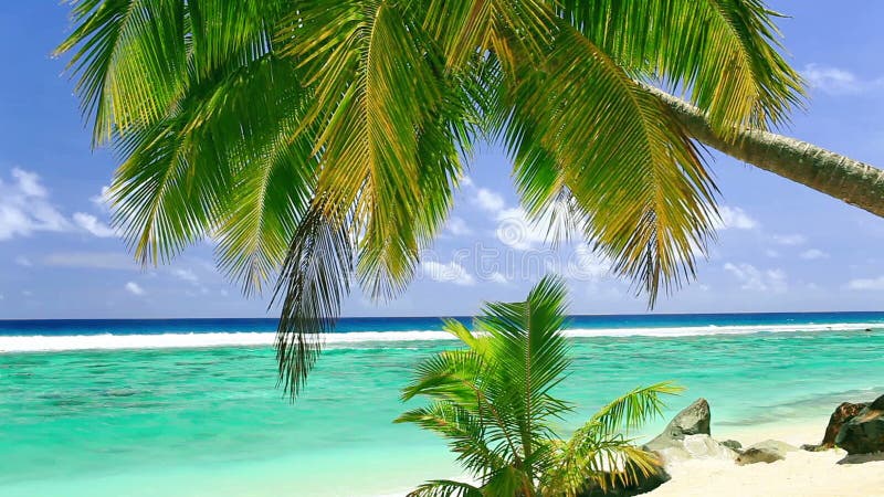 Palme auf tropischem Strand von Rarotonga, Koch Islands