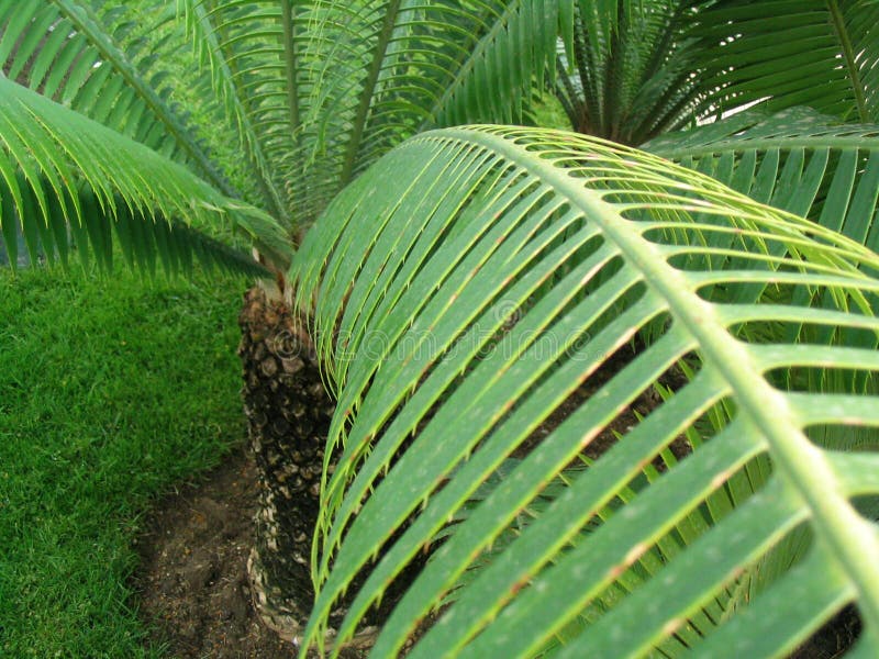 A picture to a palm-tree. A picture to a palm-tree