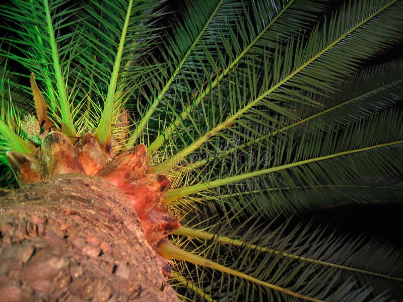 A picture on night to a palm-tree. A picture on night to a palm-tree