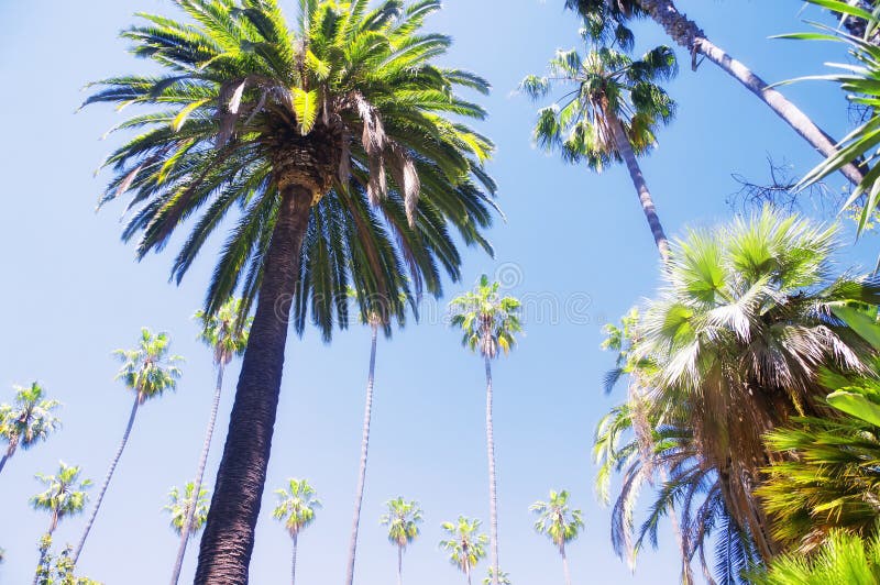 Palme in Beverly Hills California fotografie stock libere da diritti Palme in Beverly Hills California fotografie stock libere da diritti