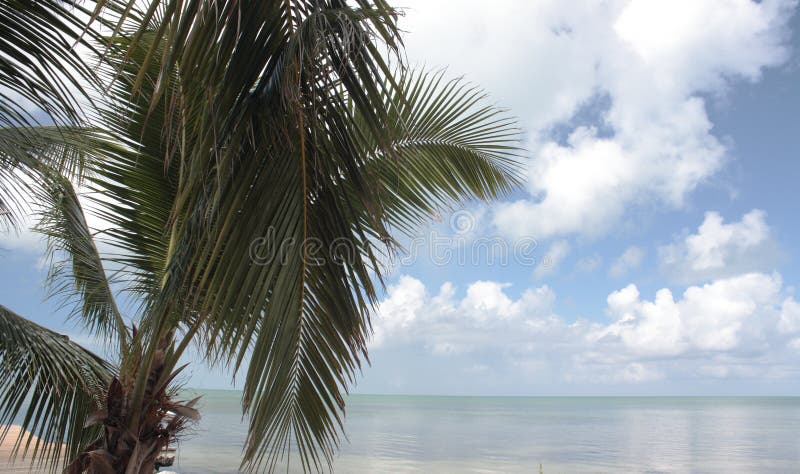 Palme di chiavi di Florida 3 fotografia stock libera da diritti Palme di chiavi di Florida 3 fotografia stock libera da diritti