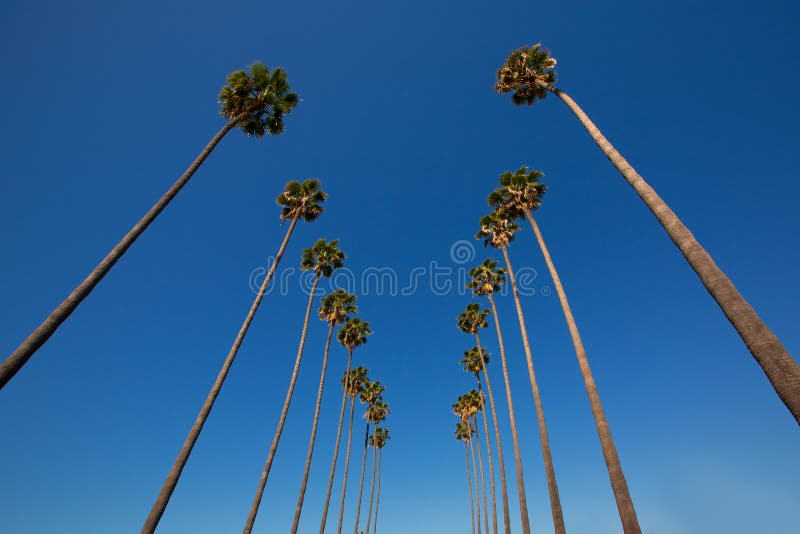 Palme di Los Angeles della LA in una fila California tipica