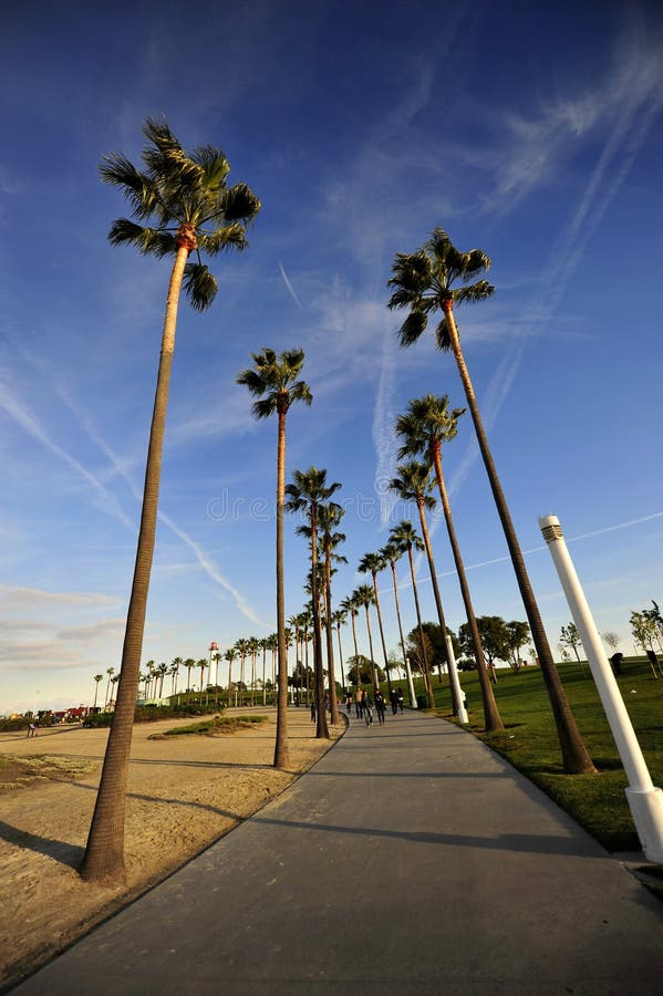 Palme esili in Long Beach, California fotografia stock libera da diritti Palme esili in Long Beach, California fotografia stock libera da diritti