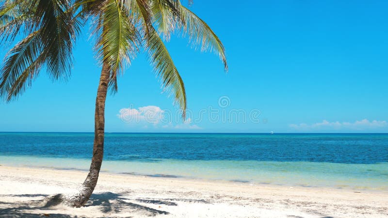 Palme am friedlichen tropischen Strand