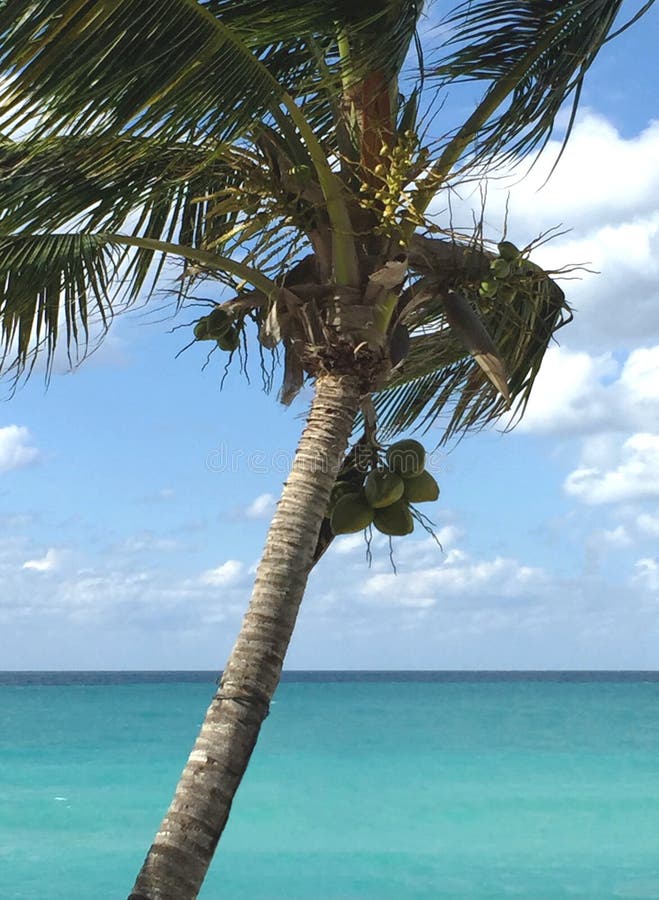 Palme mit Kokosnüssen über dem Ozean Schöne Horizontlinie und Türkiswasser Atlantikküste von Kuba lizenzfreie stockbilder Palme mit Kokosnüssen über dem Ozean Schöne Horizontlinie und Türkiswasser Atlantikküste von Kuba lizenzfreie stockbilder