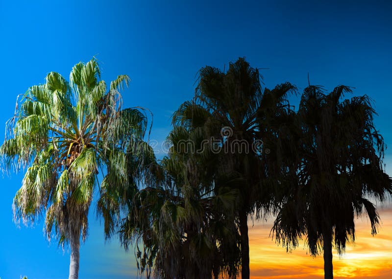 Palme sotto un chiaro cielo a Los Angeles fotografia stock Palme sotto un chiaro cielo a Los Angeles fotografia stock