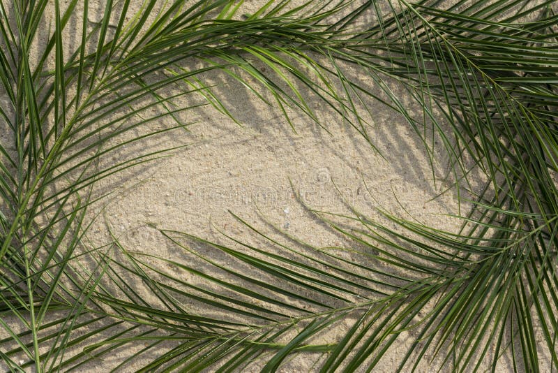 Palme sulla sabbia