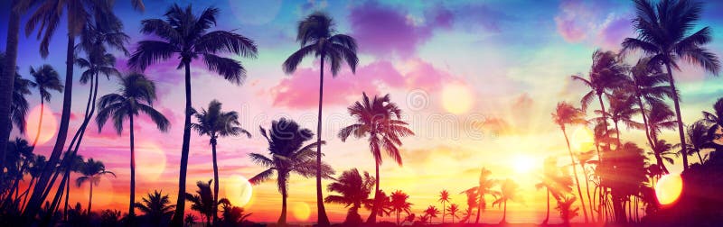 Palme tropicali di siluetta al tramonto
