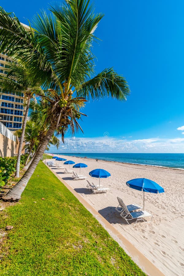 Palm trees and parasol row on Miami Beach, Florida, United States of America. Palm trees and parasol row on Miami Beach, Florida, United States of America