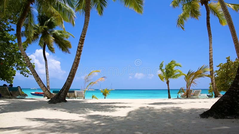 Palme und tropischer Strand