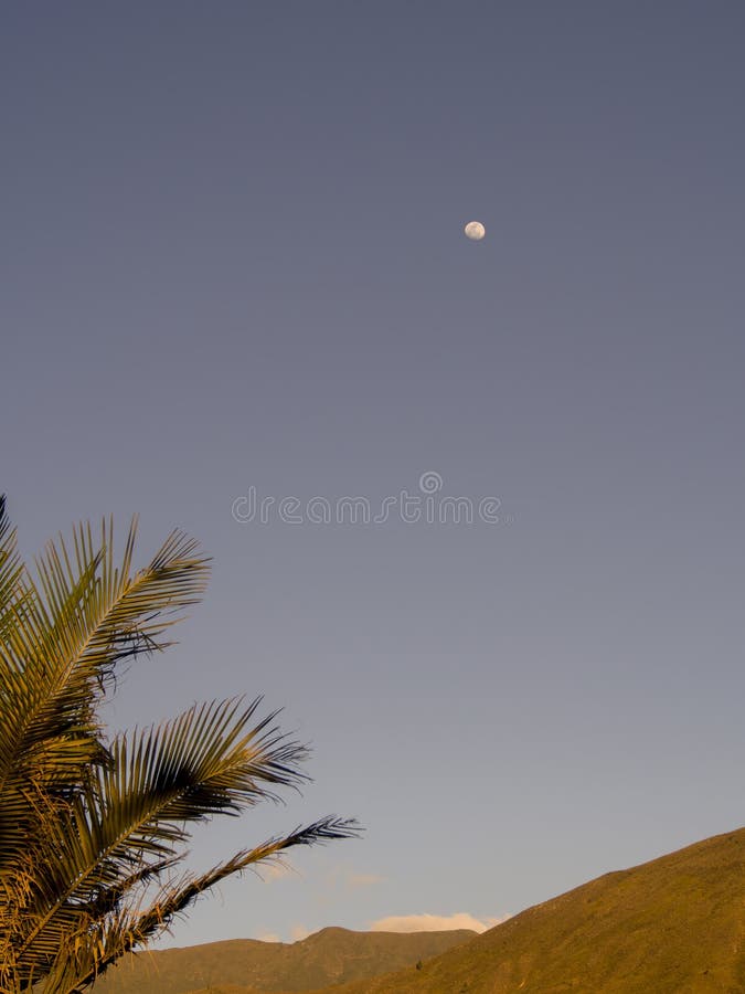 Palme verlässt mit dem Mond im Abstand - Vertikale stockbilder Palme verlässt mit dem Mond im Abstand - Vertikale stockbilder