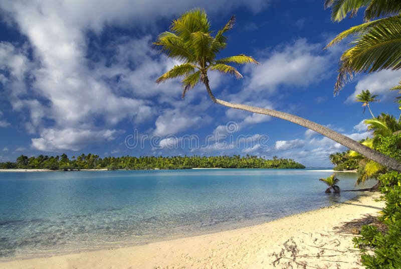 Palm tree over lagoon on One Foot Island, Aitutaki,The Cook Islands. Palm tree over lagoon on One Foot Island, Aitutaki,The Cook Islands