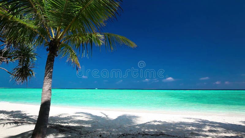 Palme über tropischer Lagune mit weißem Strand