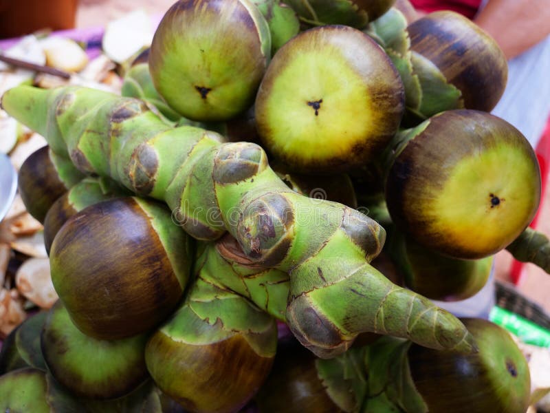 Asian palmyra palm ,sugar palm toddy palm fruit. Asian palmyra palm ,sugar palm toddy palm fruit.