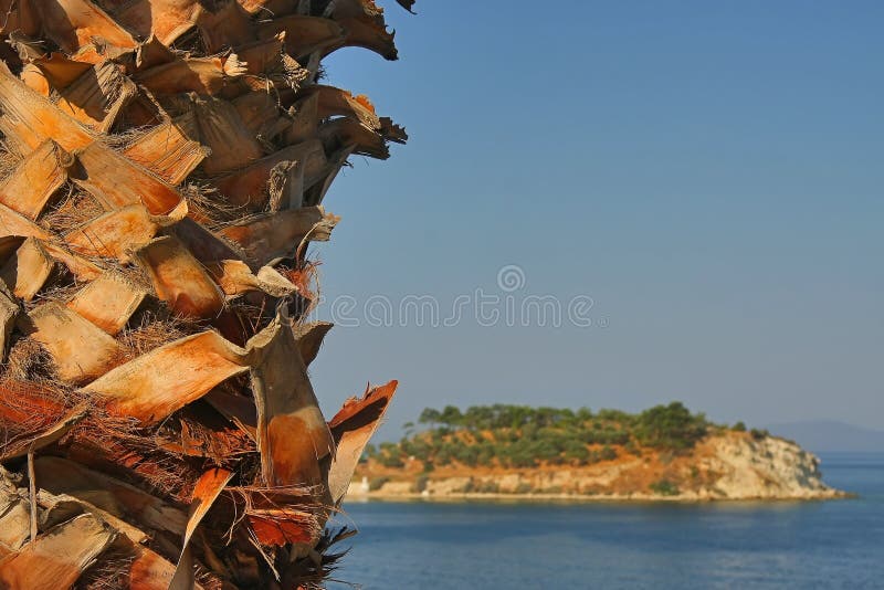 Palmeira - detalhe imagens de stock Palmeira - detalhe imagens de stock
