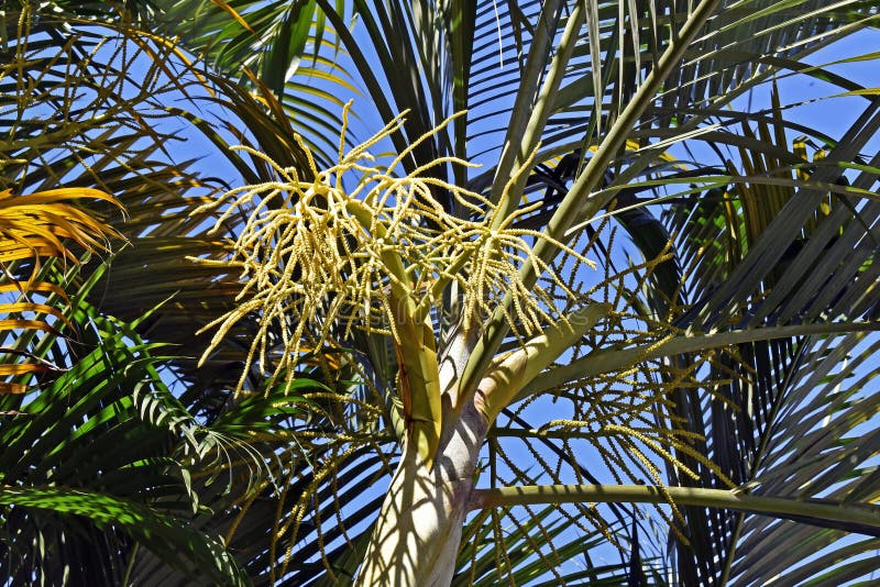 Palmeira dourada ou flores da palma da areca dypsis lutescens imagem de stock