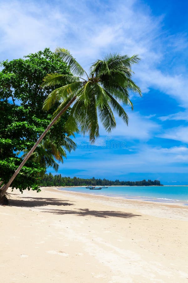 Palmeira em uma praia tropical em Khao Lak Tailândia fotografia de stock Palmeira em uma praia tropical em Khao Lak Tailândia fotografia de stock