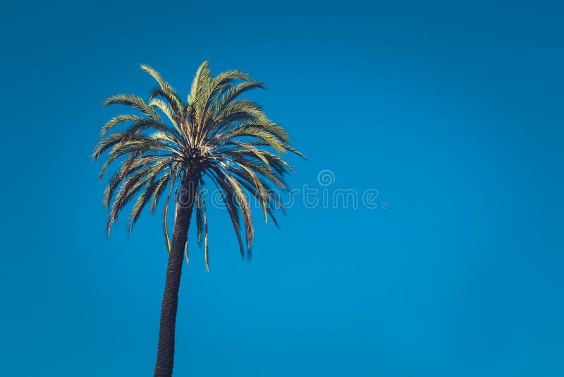 Palmeira tropical com estilo tonificado e cinem?tico retro do vintage fotografia de stock Palmeira tropical com estilo tonificado e cinem?tico retro do vintage fotografia de stock