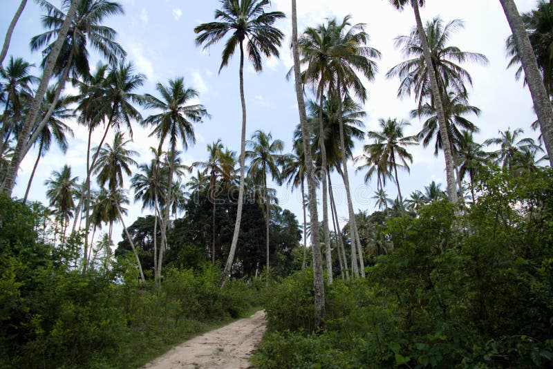 Green palm tree in zanzibar in africa. Green palm tree in zanzibar in africa