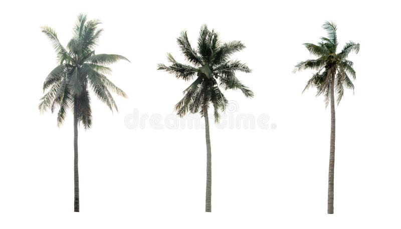 Palmeiras bonitas do coco no jardim isolado imagens de stock Palmeiras bonitas do coco no jardim isolado imagens de stock