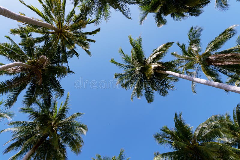 Palmeiras do coco no fundo do céu azul, imagem para o verão fotos de stock Palmeiras do coco no fundo do céu azul, imagem para o verão fotos de stock