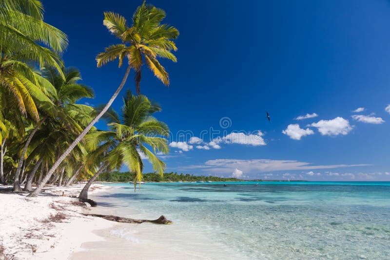 Palmeiras do coco no Sandy Beach branco na ilha de Saona, República Dominicana imagem de stock Palmeiras do coco no Sandy Beach branco na ilha de Saona, República Dominicana imagem de stock