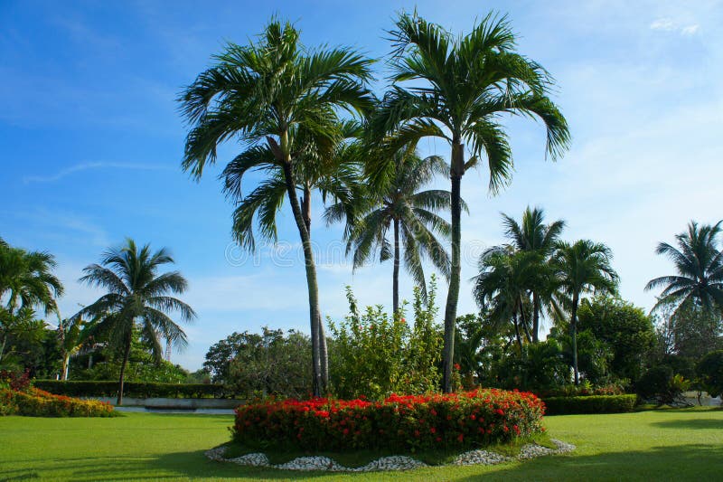 Palmeiras no jardim imagem de stock. Imagem de plantain ...