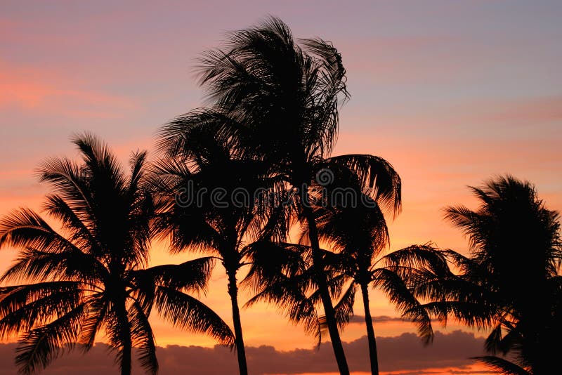 Palmeiras no por do sol fotografia de stock royalty free Palmeiras no por do sol fotografia de stock royalty free
