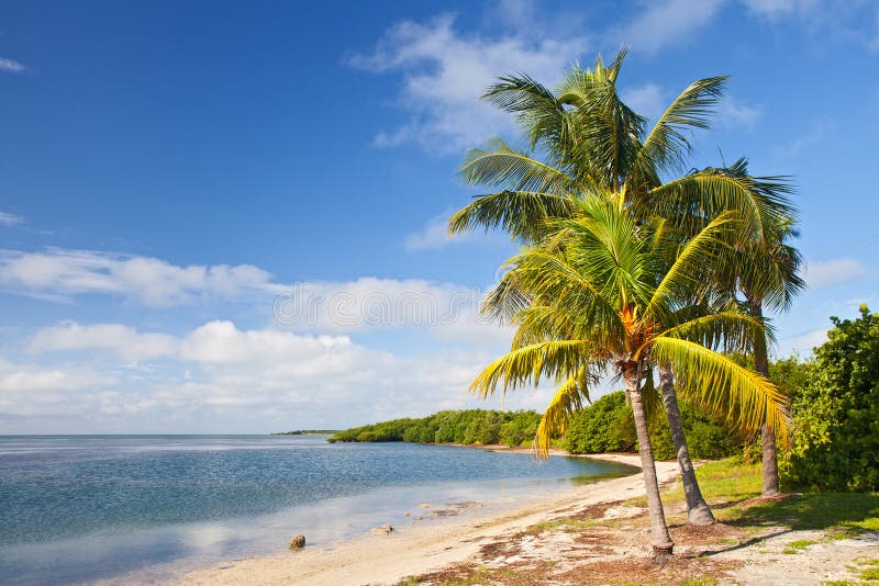 Palmeiras, Oceano E Céu Azul Em Uma Praia Tropical Imagem de Stock