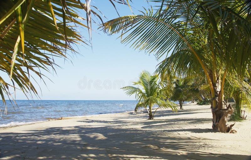 Palmbomen stock afbeeldingen