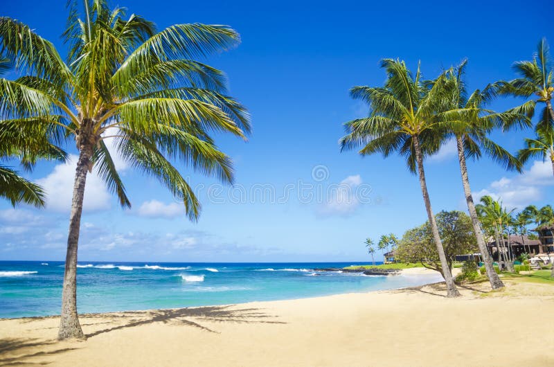 Palmen auf dem sandigen Strand in Hawaii