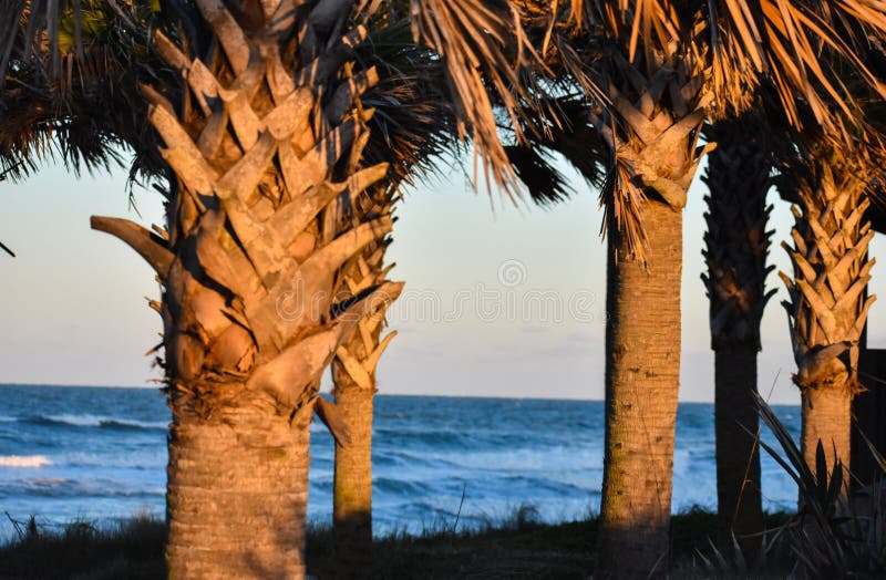 Palm Trees at Dusk on the Sand Dunes Along the Coast of Florida Beaches near Ponce Inlet, and Ormond Beach. Idyllic and serene resort views of ocean, sand, sailing, and natural vegetation along the coast of tropical Florida. Palm Trees at Dusk on the Sand Dunes Along the Coast of Florida Beaches near Ponce Inlet, and Ormond Beach. Idyllic and serene resort views of ocean, sand, sailing, and natural vegetation along the coast of tropical Florida.