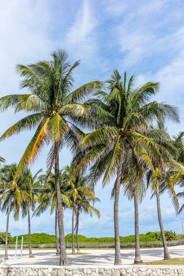 Palms and sand in Miami Beach. Palms and sand in Miami Beach