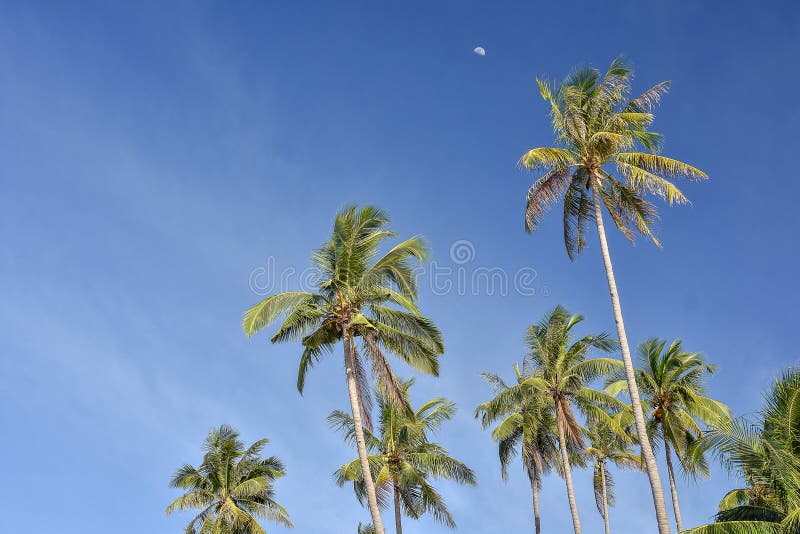 Palmen gegen einen klaren blauen Himmel stockbild Palmen gegen einen klaren blauen Himmel stockbild