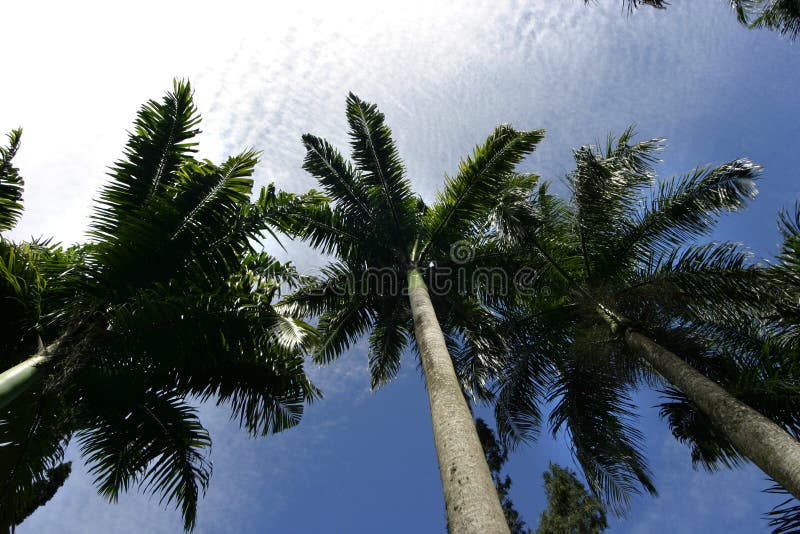 Download Palmen gegen Himmel stockfoto. Bild von indisch, himmel - 28228