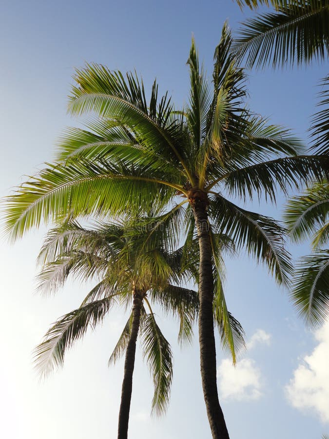 Palmen in Honolulu stock foto. Image of tropisch, achtergrond - 81618848