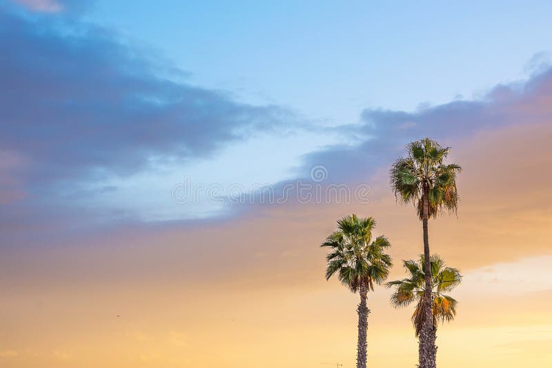 Palmen am Küsten-drastischen schönen blauen rosa pfirsichfarbenen Himmel bei Sonnenuntergang Goldenes Farbpastellaufflackern Hori stockfotos Palmen am Küsten-drastischen schönen blauen rosa pfirsichfarbenen Himmel bei Sonnenuntergang Goldenes Farbpastellaufflackern Hori stockfotos