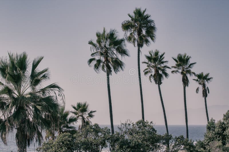 Palm trees in Manhattan Beach, California, United States. Palm trees in Manhattan Beach, California, United States