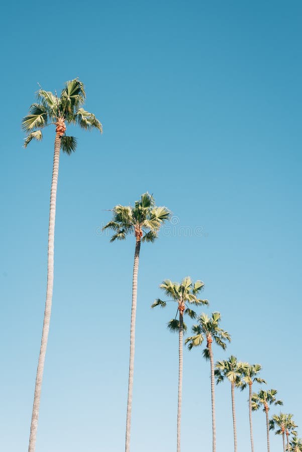 Palm trees with blue sky in Newport Beach, Orange County, California. Palm trees with blue sky in Newport Beach, Orange County, California.