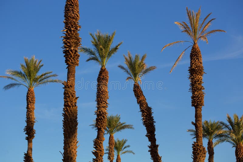 Palmen mit schönem blauem Himmel bei Sonnenuntergang lizenzfreie stockfotos Palmen mit schönem blauem Himmel bei Sonnenuntergang lizenzfreie stockfotos