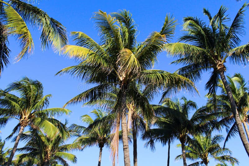 Miami Florida Palm Trees on the Beaches Background Pattern. Miami Florida Palm Trees on the Beaches Background Pattern