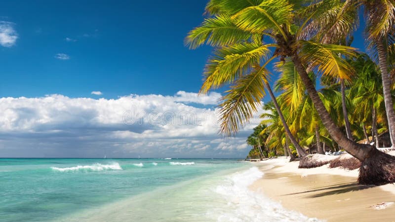 Palmen op een eenzaam exotisch strand